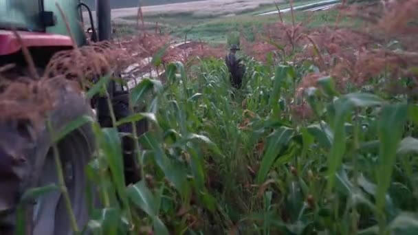 Camera Moving Rows Corn Farmer Picking Corn Distance — Stock Video