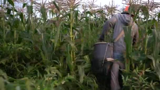 Farmhands Plocka Majs Från Stjälkarna — Stockvideo