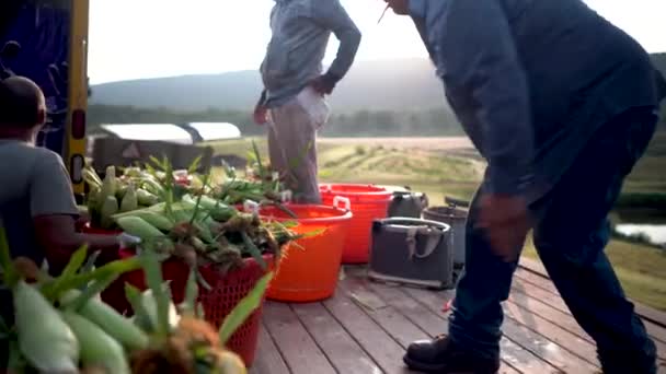 Großaufnahme Von Landarbeitern Die Mais Von Der Pritsche Holen Während — Stockvideo