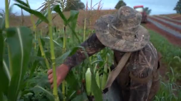 Primer Plano Del Agricultor Recogiendo Maíz Los Tallos Con Tractor — Vídeo de stock