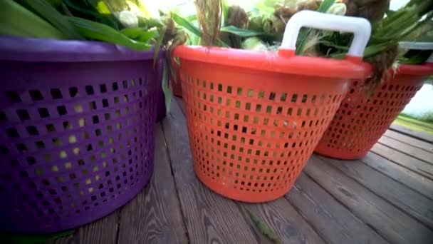 Camera Booms Baskets Reveal Freshly Picked Corn Sun Rises Mountain — Stock Video