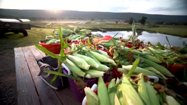 Camera Pulling Away Flatbed Loaded Freshly Picked Corn Sun Rising — Stock Video