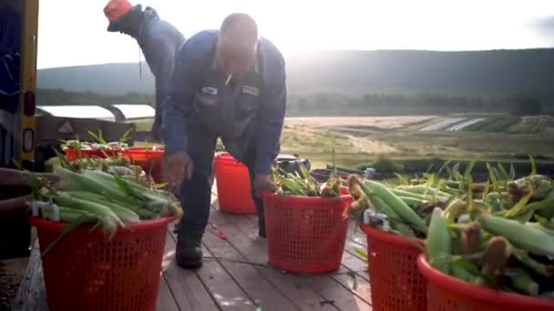 Farmářské Ruce Pohybující Kukuřici Koryta Vycházejícím Sluncem — Stock video
