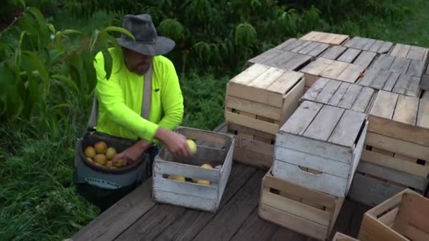 Gården Tömmer Sin Korg Med Nyplockade Persikor Soptunna Platt Säng — Stockvideo