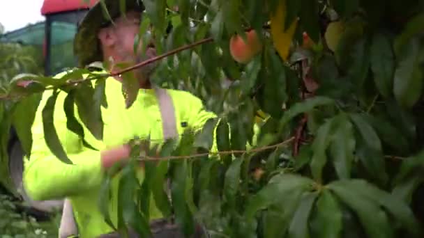 Primer Plano Del Agricultor Recogiendo Melocotones Árbol — Vídeos de Stock