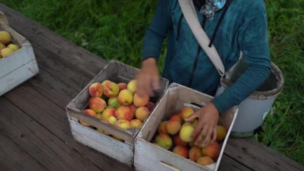 Крупный План Сортировки Персиков Ящики — стоковое видео