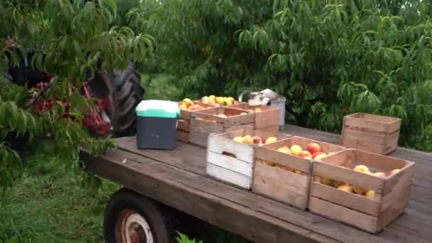 果樹園を通って桃の動きがロードされたフラットベッドのトラクター — ストック動画
