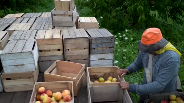 农场工人将新鲜采摘的桃子放入垃圾箱 — 图库视频影像