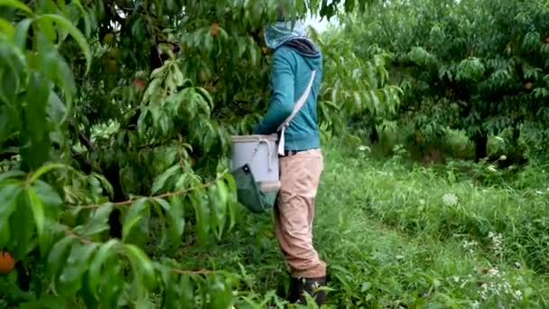 Farmhands Plockar Persikor Fruktträdgård — Stockvideo