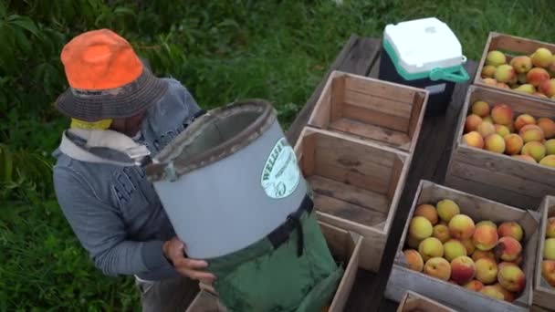 Farmhand Esvazia Cesta Pêssegos Uma Caixa — Vídeo de Stock