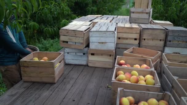 Main Ferme Trie Les Pêches Fraîchement Cueillies Dans Des Bacs — Video