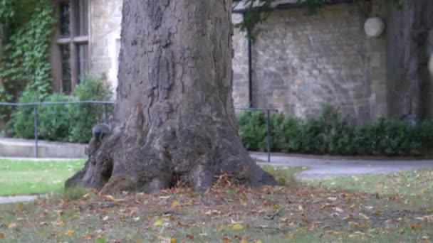 Eekhoorn Oxford Verenigd Koninkrijk Geniet Van Zijn Leven — Stockvideo
