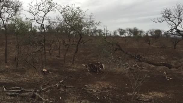 Grupo Fotógrafos Safari Fotografía Vida Silvestre Acercan Las Fotografías Perros — Vídeo de stock