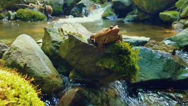 Жирна Жаба Відпочиває Скелі Лісовій Течії — стокове відео