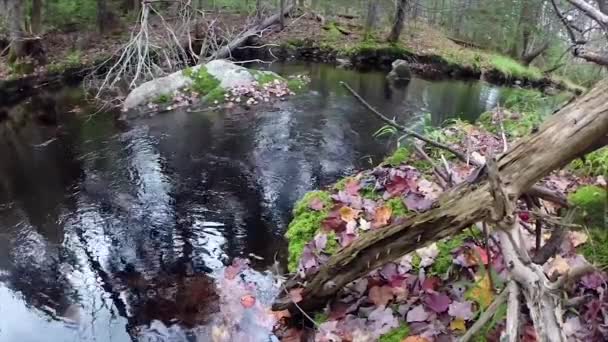 Superbe Beauté Une Rivière Qui Coule Travers Une Forêt Verte — Video