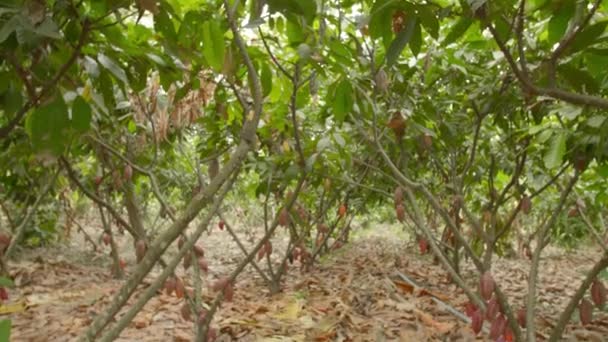 南米のココアの木 — ストック動画