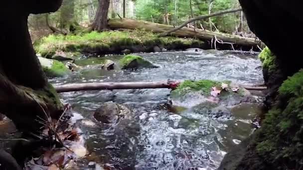 Impresionante Belleza Río Fluyendo Través Bosque Verde — Vídeo de stock