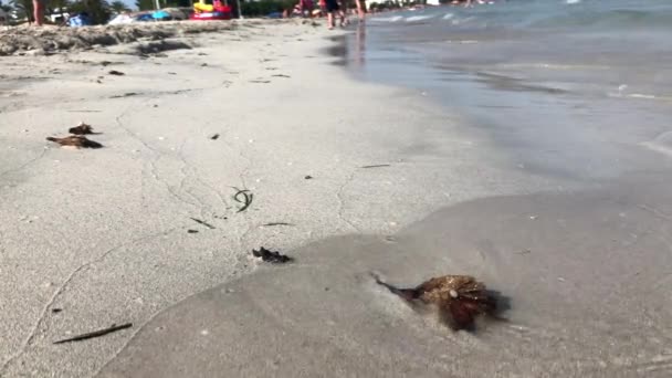 Sebuah Hari Musim Panas Cerah Pantai — Stok Video