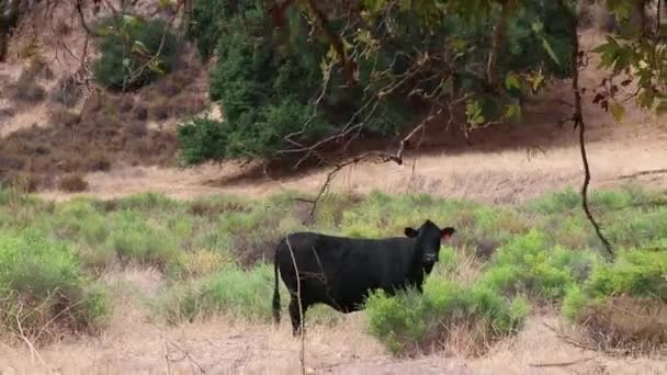 Una Sola Vaca Negra Observa Cámara Través Árboles Plantas — Vídeo de stock
