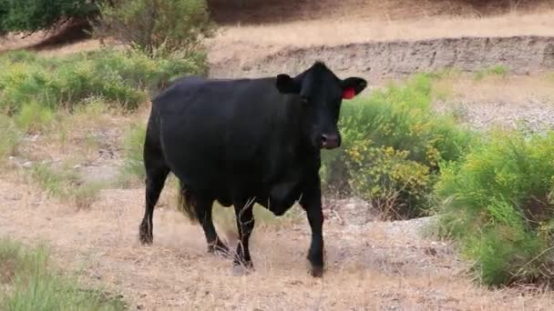 Černá Maminka Kráva Sleduje Kameru Když Míjí — Stock video