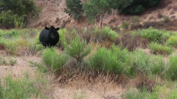 Vaca Negra Caminando Hacia Cámara Tratando Alcanzar Manada — Vídeo de stock