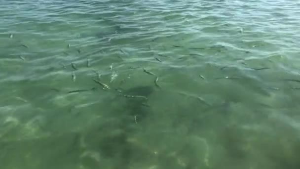 海の魚 — ストック動画
