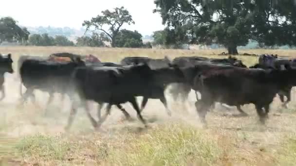 Camera Moves Different Cattle Running Chaotic Dust Cloud — Stock Video