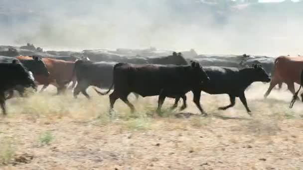 Αγέλη Μαύρων Αγελάδων Άνγκους Που Τρέχουν Κύκλους — Αρχείο Βίντεο