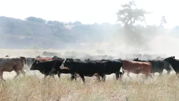 Herd Black Angus Cattle Running Screen Causing Dust Fly Air — Stock Video