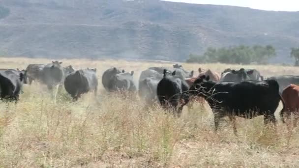 Mandria Bestiame Nero Angus Girando Scappando Dalla Macchina Fotografica — Video Stock