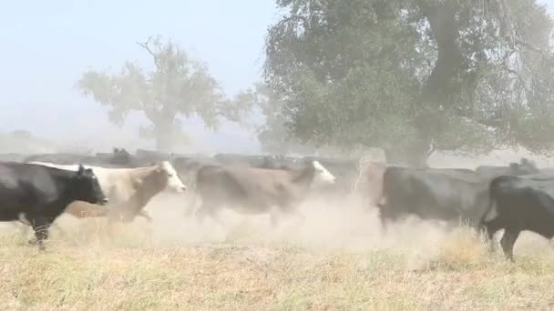 Black Angus Boskap Rusar Förbi Kameran Rör Sig Ett Filmiskt — Stockvideo