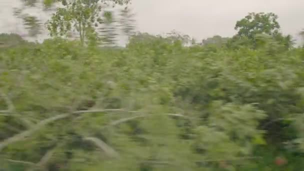 Какао Деревья Южной Америки — стоковое видео