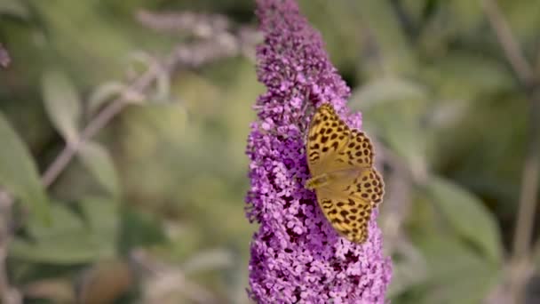 Filmé Esta Grabación Jardín Tiene Una Hermosa Mariposa Encima Una — Vídeo de stock