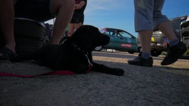 Cachorro Disfruta Del Sol Pista Carreras — Vídeo de stock