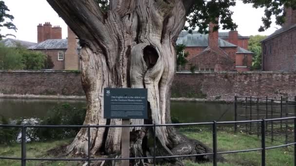 Oldest Oak Tree Dunham Massey National Trust Estate — Stock Video