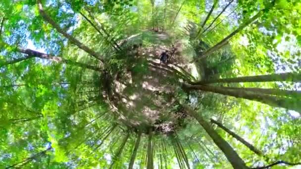 Olgun Bir Adamın Küçük Gezegeni Benekli Bir Ormanda Yürüyor — Stok video