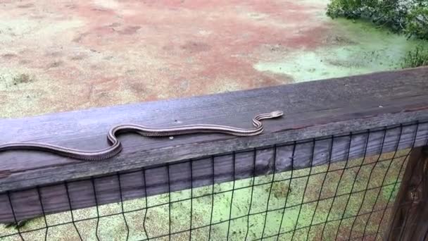 Garter Snake Deslizándose Largo Valla Madera Puente Sobre Pantano Seguir — Vídeo de stock