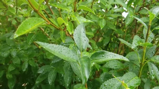 Alta Definición Cámara Lenta Lluvia Cayendo Sobre Hojas Verdes — Vídeos de Stock