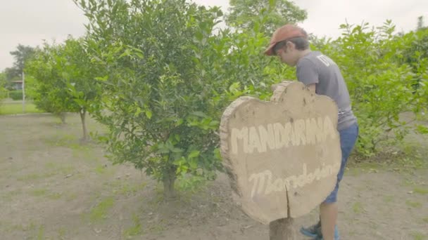 Tropical Garden Tangerine Fruit — Stock Video