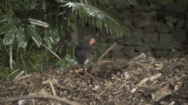 Nido Construcción Pavo Arbusto Australiano — Vídeos de Stock