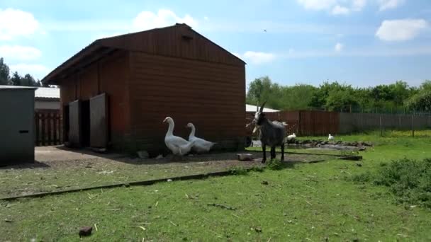 Geese Goat Farm — Stock Video