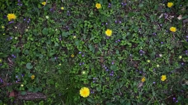 Belles Fleurs Montrant Leur Vraie Couleur Près Dans Jardin — Video