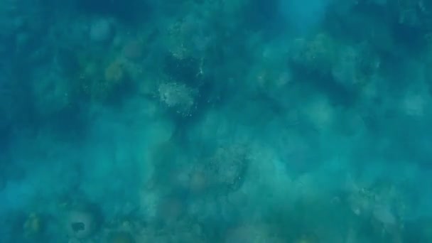 Esnórquel Mar Vídeo Submarino Del Agua — Vídeos de Stock