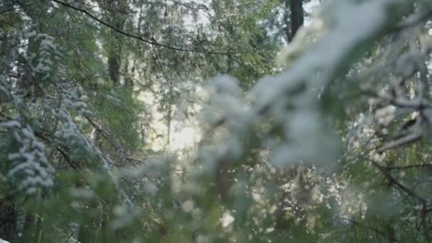 Światło Słoneczne Przez Śnieżne Gałęzie Zwolnionym Tempie — Wideo stockowe