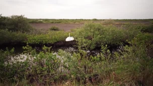 Snowy Egret Ptačí Svatyni Florida Everglades — Stock video