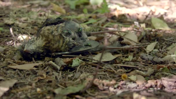 Plano Estático Pájaro Recientemente Muerto Yaciendo Las Hojas Bosque Moscas — Vídeos de Stock