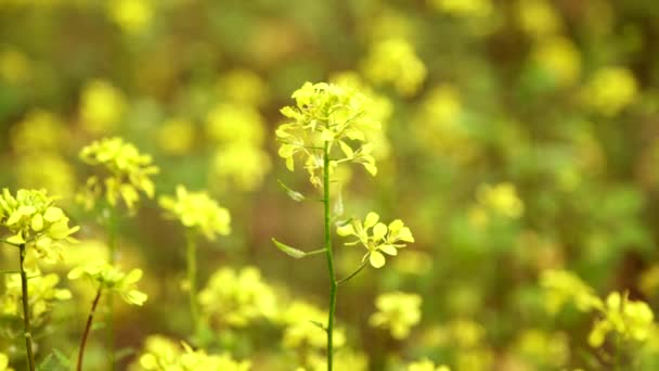 Gros Plan Sur Fleur Canola — Video