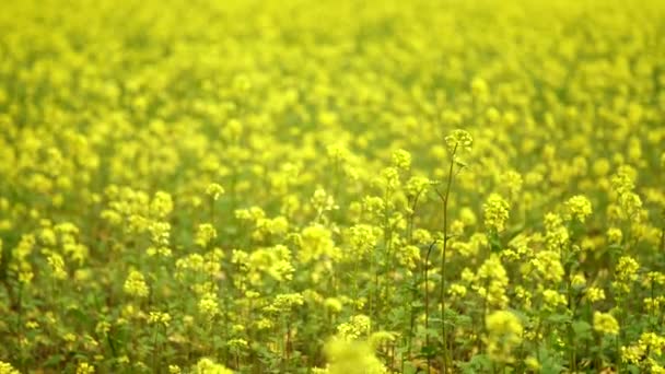 Όμορφη Θέα Των Φυτών Τομέα Canola — Αρχείο Βίντεο