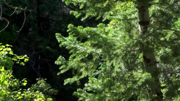 Weiße Espenbäume Mit Grünen Blättern Einem Sonnigen Sommertag Den Rocky — Stockvideo