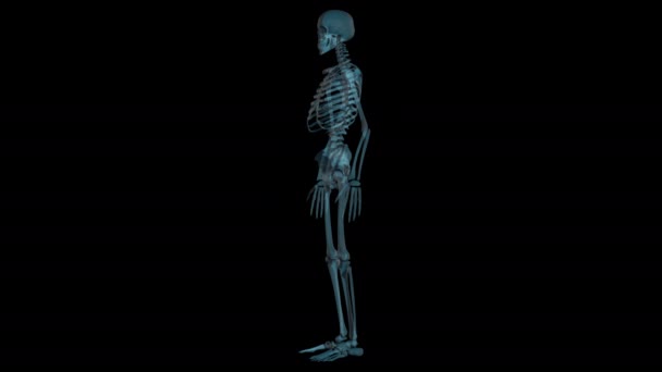 Menselijke Skelet Roterende Ray Scan Naadloze Lus Met Transparante Achtergrond — Stockvideo